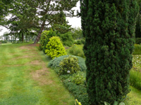 taxus b.jpg_s.jpg